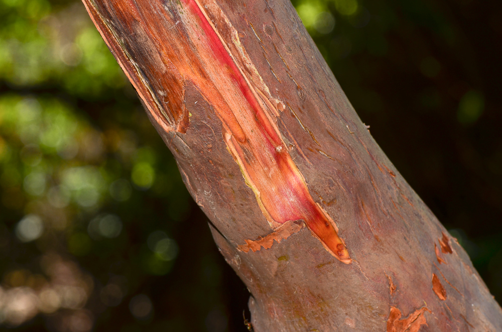 Изображение особи Arbutus andrachne.