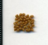 Physocarpus opulifolius. Семена. Курская обл, г. Железногорск, в культуре. 30 сентября 2009 г.