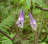 Aconitum volubile