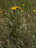 Tanacetum millefolium. Цветущее растение. Башкирия, Ишимбайский р-н, гора Тратау. 08.06.2009.