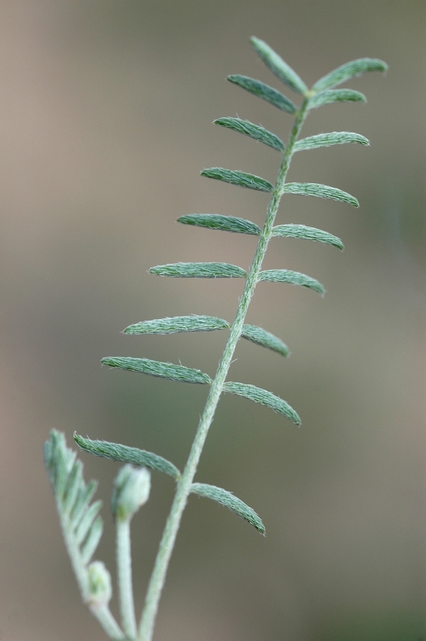 Изображение особи Astragalus macropetalus.