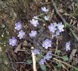 Hepatica americana