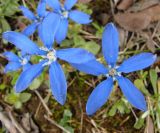 Gentiana uniflora. Цветки. Якутия (Саха), Нерюнгринский р-н, окр. перевала Тит. 09.06.2012.