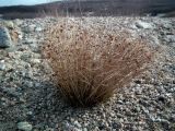 Juncus trifidus