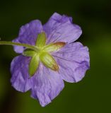 Geranium platyanthum