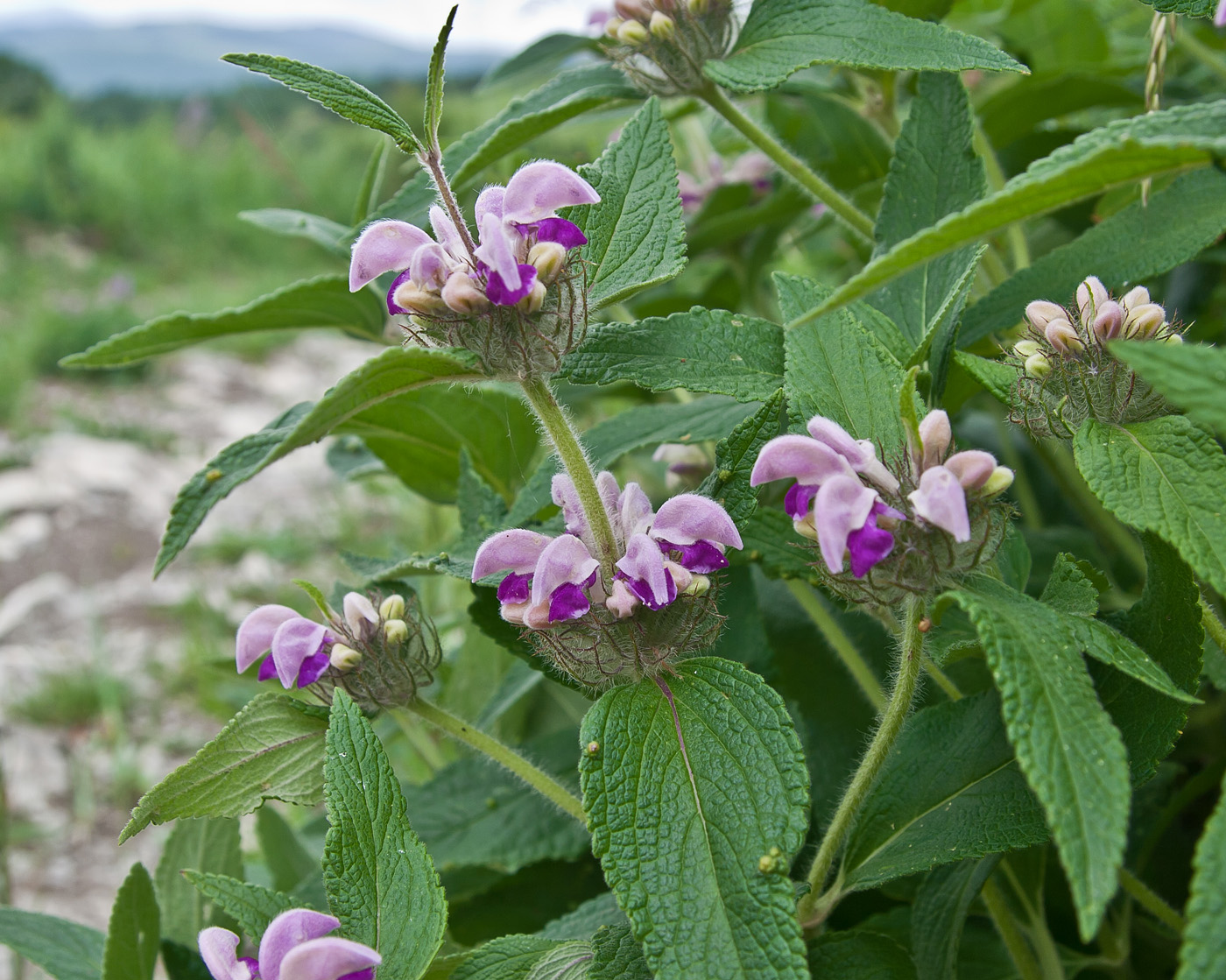 Изображение особи Phlomis taurica.