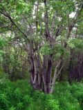 Salix caprea. Многоствольное дерево. Мурманск: мкр-н Росляково, обочина просёлка на окраине. 22.07.2015.