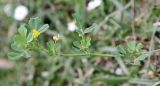 Medicago polymorpha. Цветущее и плодоносящее растение. Италия, окр. Рима, луг. 09.04.2016.