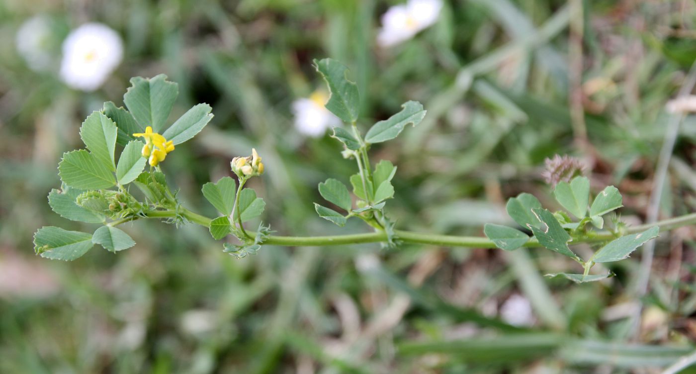 Изображение особи Medicago polymorpha.