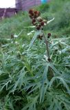 Artemisia tilesii