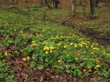 Caltha palustris