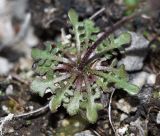 Braya humilis. Прикорневая розетка листьев. Приморский край, окр. г. Дальнегорска, падь Партизанская, известняковый каменистый склон. 07.06.2016.