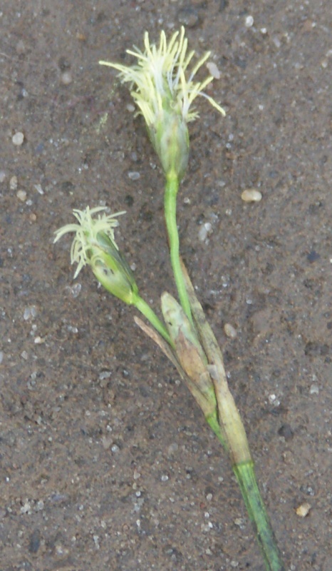 Image of Eriophorum gracile specimen.