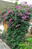 род Bougainvillea