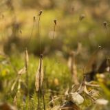 Trientalis europaea