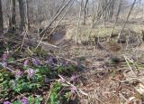 Corydalis solida