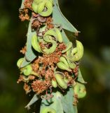 Acacia glaucoptera