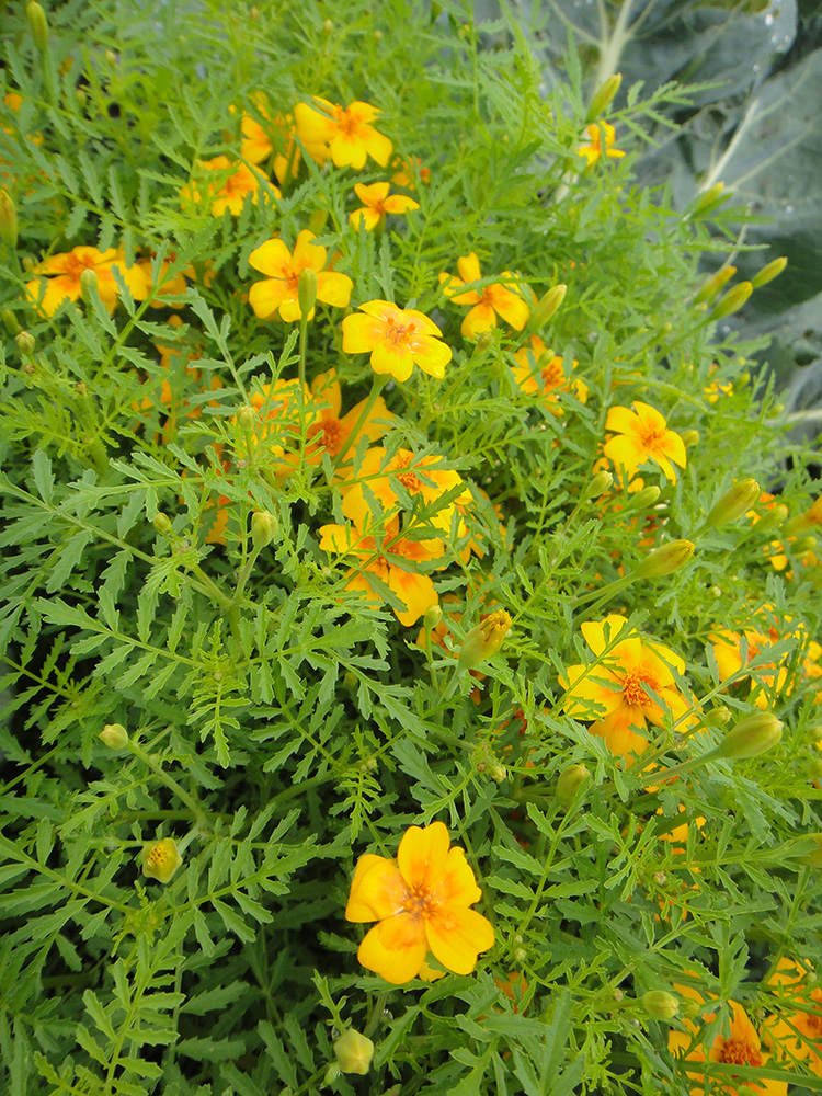 Изображение особи Tagetes tenuifolia.