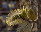 Salix caprea. Мужское соцветие и молодые листья. Пермский край, г. Пермь, Свердловский р-н, в озеленении двора. 11 мая 2018 г.