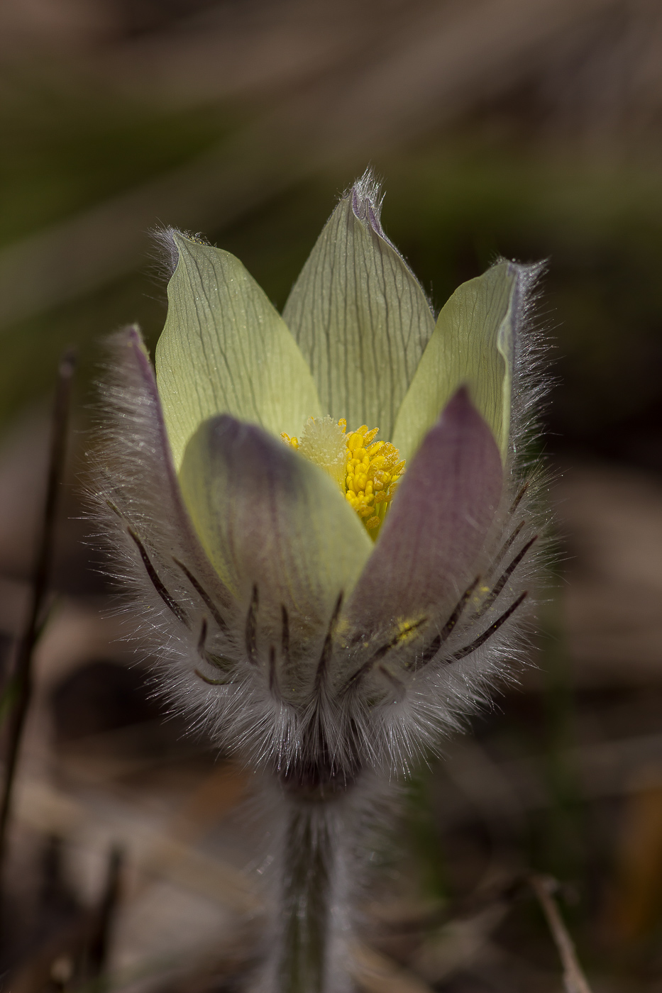 Image of Pulsatilla uralensis specimen.