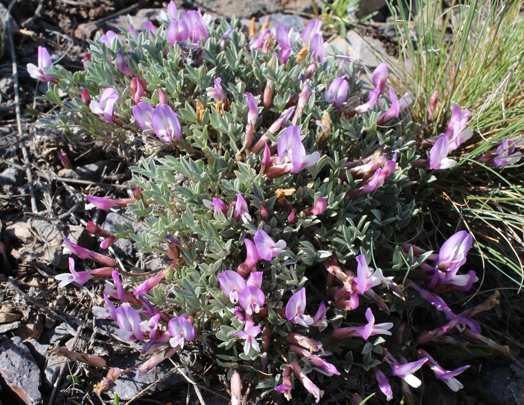 Изображение особи Astragalus arcanus.