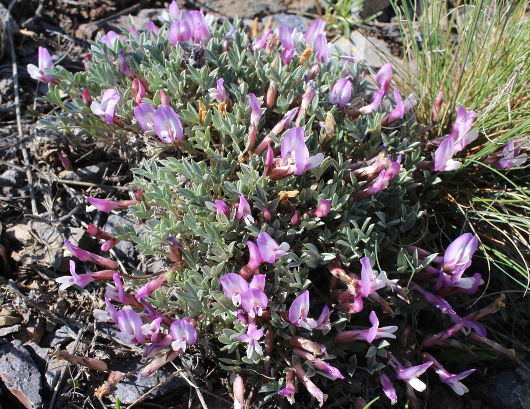 Image of Astragalus arcanus specimen.