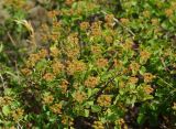 Spiraea trilobata