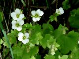 Saxifraga sibirica. Цветущие растения. Иркутская обл., Слюдянский р-н, долина р. Слюдянка, родники у подножия скалы. 27.05.2018.