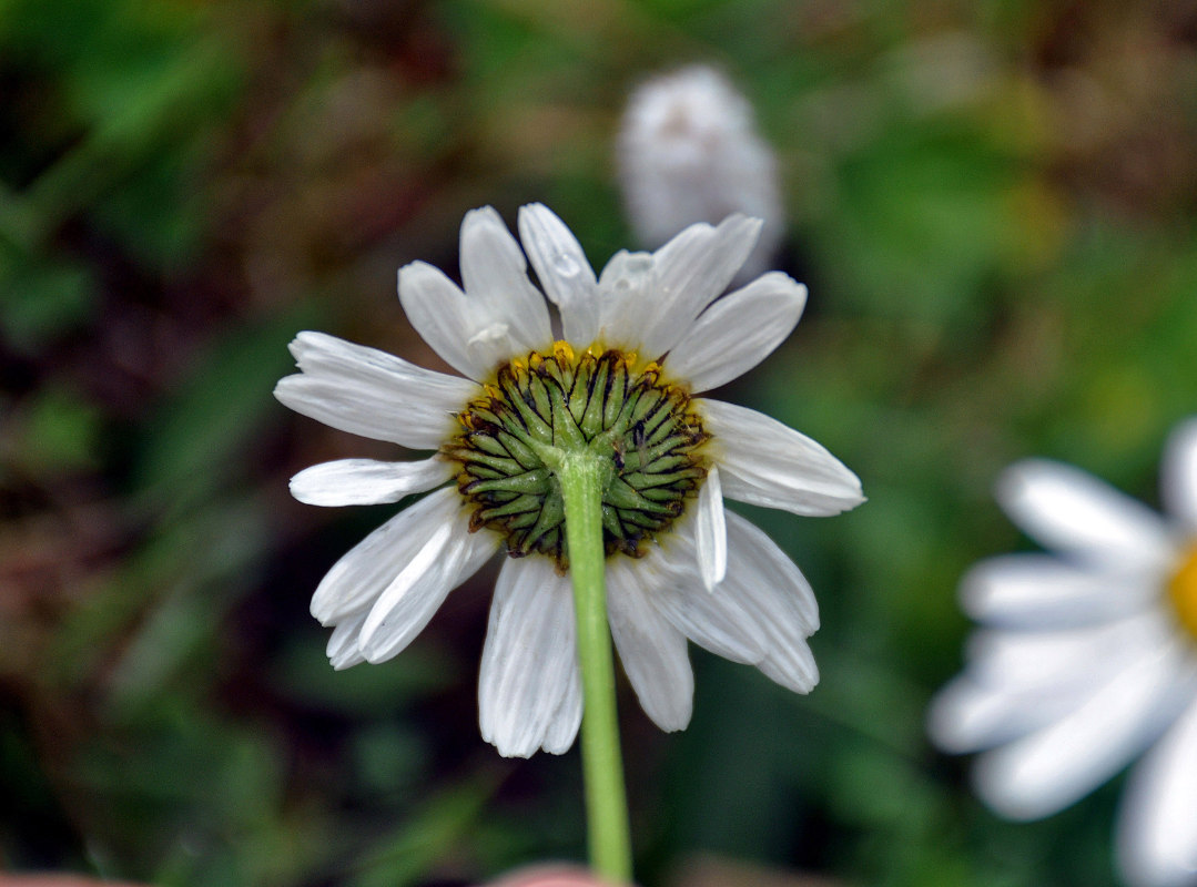 Изображение особи Tripleurospermum ambiguum.