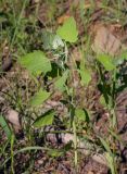 Chenopodium album