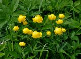 Trollius europaeus. Верхушки побегов с цветками. Московская обл., Пушкинский р-н, окр. дер. Мураново, луг на опушке смешанного леса. 25.05.2019.