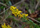 Genista tinctoria. Верхушка побега с соцветием. Челябинская обл., Сосновский р-н, долина р. Миасс, окр. с. Кайгородово, луг. 08.08.2019.