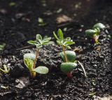 Lupinus × regalis. Молодые растения после дождя. Пермский край, пос. Юго-Камский, частное подворье. 19 мая 2019 г.