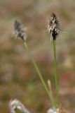 Eriophorum vaginatum