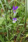 Viola tricolor