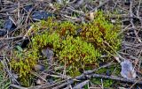 род Bryum