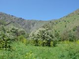 Crataegus turkestanica. Цветущие растения; на переднем плане - цветущие Ferula angreni. Узбекистан, хр. Нуратау, Нуратинский заповедник, ур. Хаятсай, около 1300 м н.у.м., боковой рукав долины горной речки. 13.05.2009.