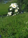 Pyrethrum corymbosum