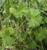 Geranium pusillum