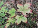 Staphylea colchica. Верхушка побега с листьями в осенней окраске (вверху справа - аномальный 5-членный). Краснодарский край, Сочи, Лазаревский р-н, окр. ст. Уч-Дере, лес. 15.12.2022.