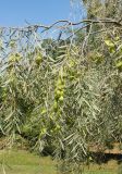 Acacia pendula. Часть ветви с плодами. Италия, обл. Лацио, г. Рим, Ботанический сад, в культуре. 9 июня 2017 г.