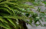 Woodsia polystichoides. Верхушки вай с сорусами. Сахалин, гор. округ Долинский, долина р. Красноярка, Быковские пороги, на скале. 13.08.2023.