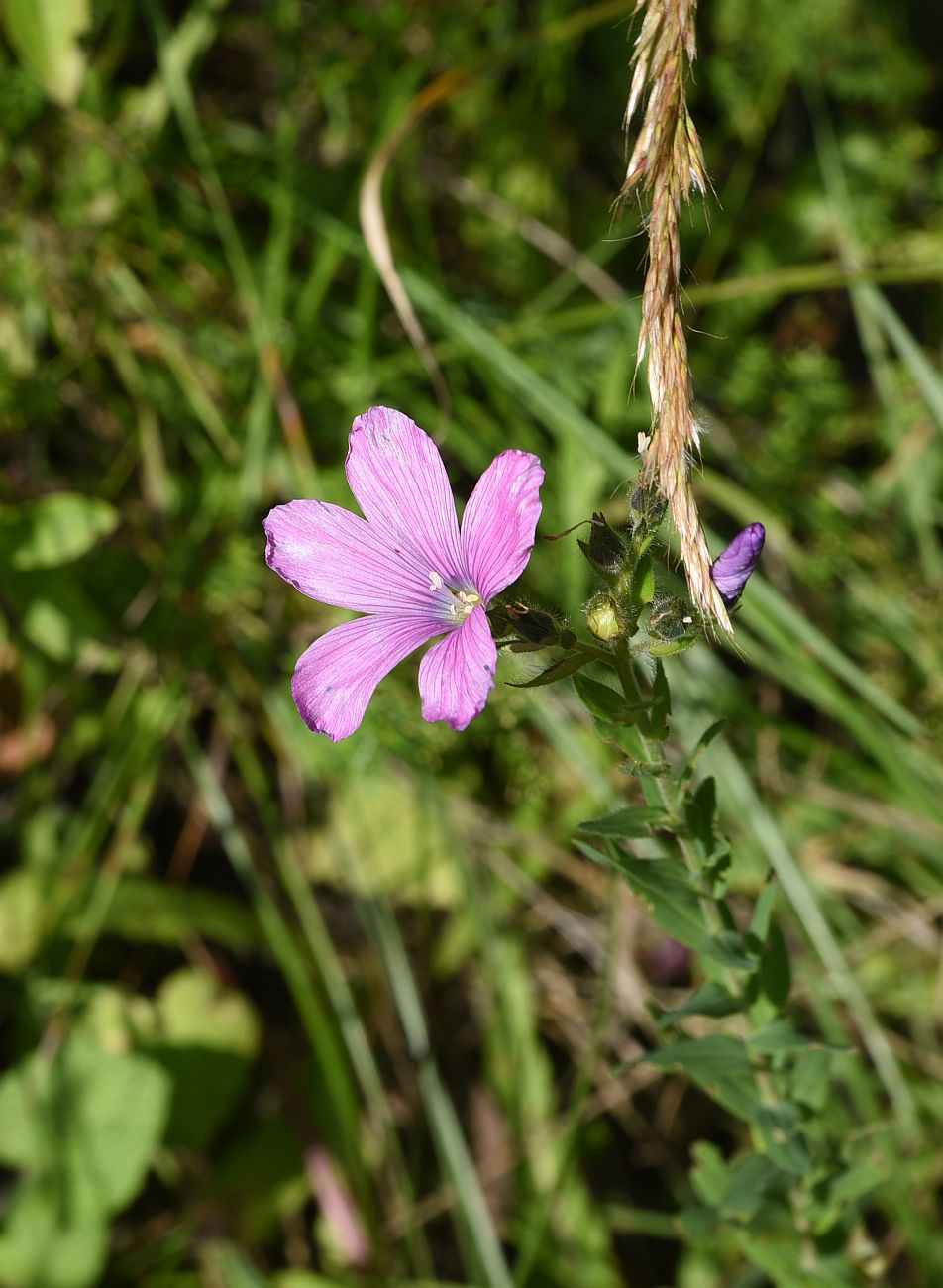 Изображение особи Linum hypericifolium.