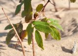 Rosa acicularis