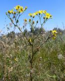 Senecio borysthenicus