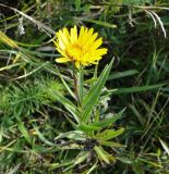 Inula ensifolia. Цветущее растение. Украина, Львовская обл., Золочивский р-н, на запад от села Червонэ, урочище \"Лыса гора\", луг на пологом склоне горы. 23.09.2011.