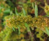 Rumex maritimus