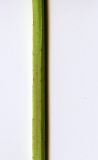 Hypericum maculatum. Часть стебля. Курская обл., г. Железногорск. 12 июля 2007 г.