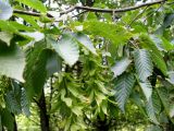 Carpinus betulus