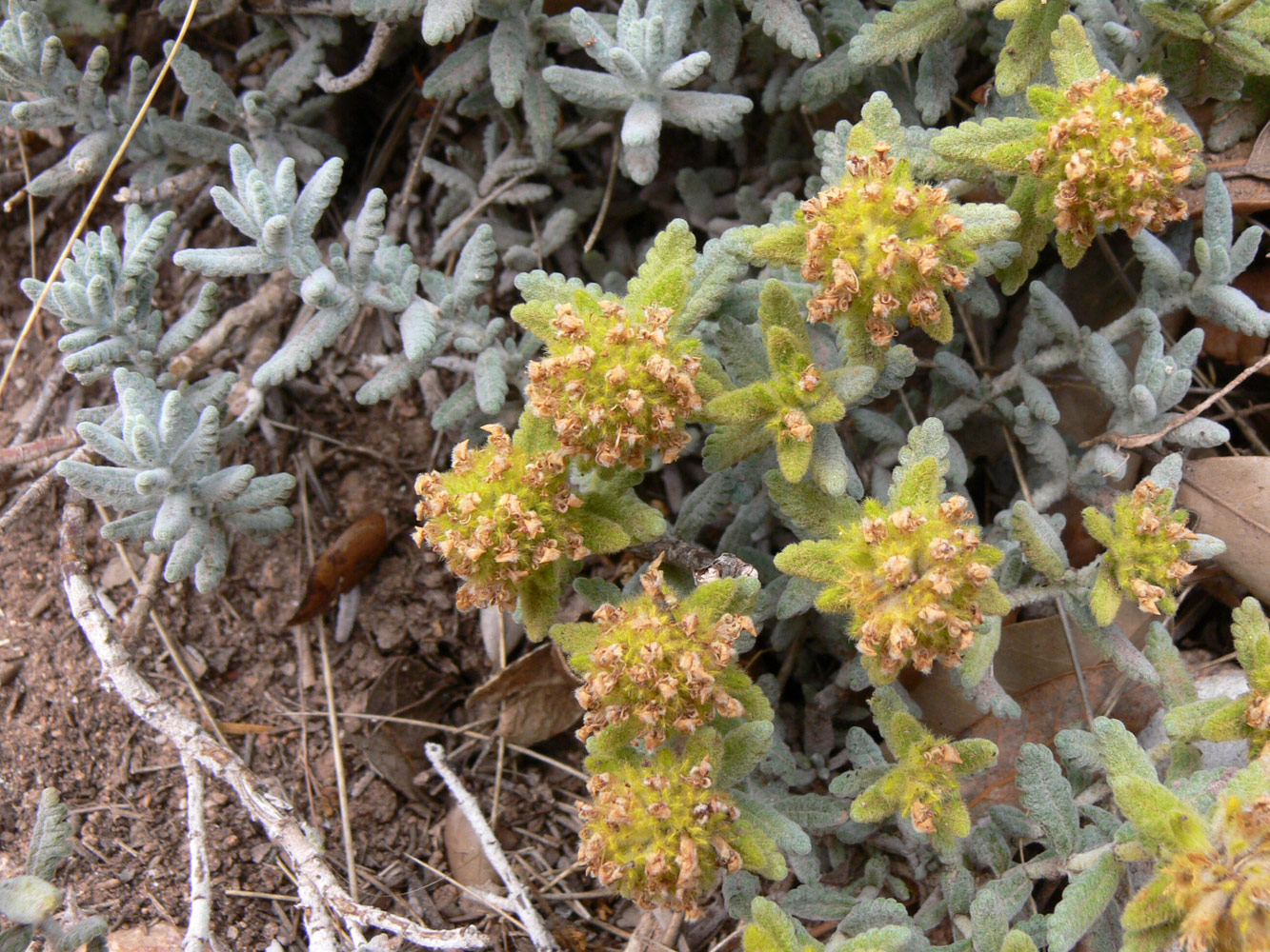 Изображение особи Teucrium aureum.